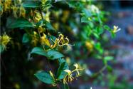 2020年種植什么藥草賺錢？推薦這幾種！