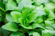 2020年春天適合種植什么蔬菜？附種植技術(shù)要點(diǎn)！