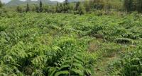 新趨勢！2020年風(fēng)口行業(yè)，種植一畝黃精能賺多少錢？
