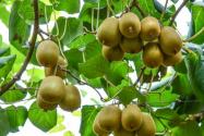 獼猴桃什么時(shí)候種植、結(jié)果？種植技術(shù)有哪些？