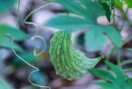 苦瓜種植前景怎么樣？畝產(chǎn)多少斤？可以加工嗎？加工方法有哪些？