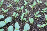 2020年承包土地種植什么掙錢？這個(gè)種植模式風(fēng)險(xiǎn)小收益高！