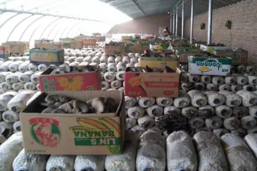 通辽市奈曼旗苇莲苏乡村民紧急求助，大量新鲜蘑菇积压，每箱低至2.5元/斤！