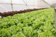 大棚蔬菜早衰怎么办？这7个诀窍早用早好！建议菜农收藏
