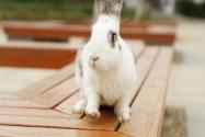 新冠肺炎影响下，兔子还能养吗？养兔子的优势有哪些？