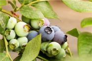 2020年种蓝莓一亩能挣多少钱？高产种植技术有哪些？