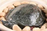 2020养殖的甲鱼能吃吗？会被禁养吗？国家最新规定来了！