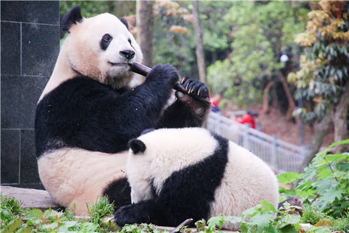 吃不到新鲜竹子旅加大熊猫将提前归国！为什么吃不到？附详情