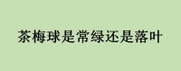 茶梅球是常绿还是落叶植物