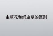 虫草花和蛹虫草的区别在哪里