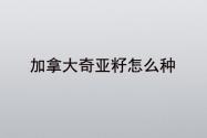 加拿大奇亚籽怎么种？