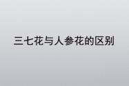 三七花与人参花的区别在哪里？