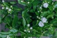 铁茉莉几月开花