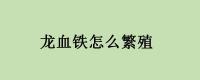龙血铁怎么繁殖？