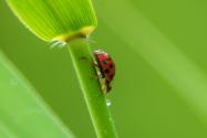 蜱虫、螨虫、沃柑线虫、瓢虫、鸡球虫的防治方法有哪些？