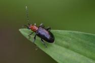 中蜂巢虫、蛀木虫、柿蒂虫、介壳虫、根线虫防治方法有哪些？