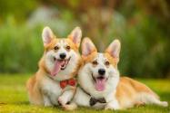 “小型护卫犬”柯基好养吗？多少钱一只？为什么要断尾？