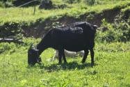 23歲女孩返鄉創業養殖“黑山羊”，帶動村民一起致富