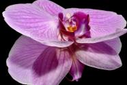 “观赏花卉”君子兰多久浇一次水？有哪些品种？烂根了怎么办？