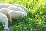 2017年养羊怎么样？2017年活羊价格分析