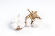 棉花最佳收获时间是在什么时候？（附最棉花新价格）