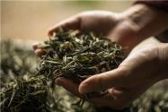2019年冰岛古树茶多少钱一斤？产地在哪里？口感特点是什么？
