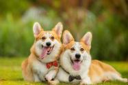 深圳犬只未植入芯片被视为无证养犬!具体怎么回事?如何办理?