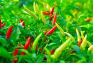 种植的朝天椒什么时候收获？为什么朝天长？开花前后有病虫害打什么药？