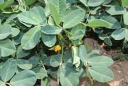 豆科植物花生苗期、盛花期、黄叶、棉铃虫打什么药？怎么才能高产？