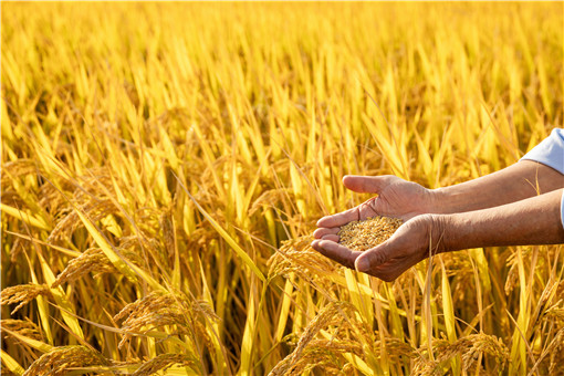 南安市水稻种植保险实施方案：每亩保险金额400元