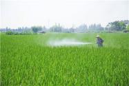 田间虫害粘虫长什么样子？用什么药最好？防治技术有哪些？
