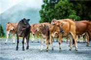 肉驴、肉牛的饲养（喂）方法有哪些？它们的肉是寒性还是热性？