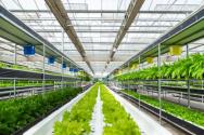 現在建造一個蔬菜溫室大棚大概需要多少錢？消毒技術有哪些？