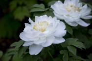 清明节菏泽牡丹花开了吗