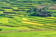 2017年廈門市同安區(qū)蓮花鎮(zhèn)云洋村等地土地即將被征收，快看看有你家嗎？