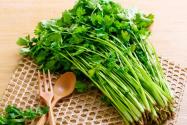 草本植物香菜是寒性食物吗？是发物吗？为什么有人不吃？有什么功效作用？附反季节栽培及管理技术