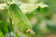 常见果蔬黄瓜、香蕉、梨、柑橘黑星病怎么防治？打什么药？