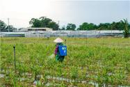 雨季如何施用农药？农民朋友要注意以下5点！