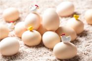 2018年土鸡蛋多少钱一斤？和饲料鸡蛋有什么区别？