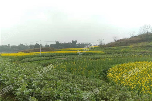 榕江县“十三五”农业产业建设规划