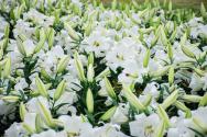 食用百合栽培技术