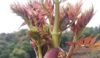 “天下第一珍”刺老芽80元/斤，你吃过吗？