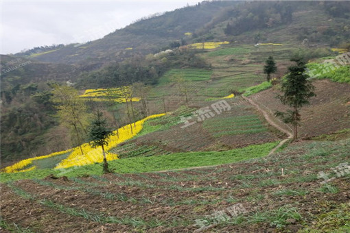 龙华镇2016年农业支持保护补贴发放情况