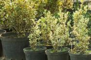 漆树科黄栌树价格大概多少钱一棵？什么季节栽成活率高？种植方法有哪些？盆景如何修剪养护？