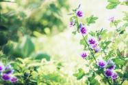 “妖精的起司”锦葵通常什么时候开花？种子价格多少钱一斤？怎么浇水施肥？花语是什么？