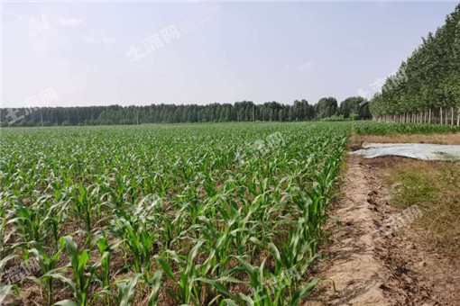 蒙山县出台奖励政策扶持农业发展