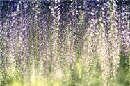 紫藤花苗木价格是多少钱一棵？种类都有哪些？