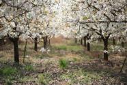 梨树种植几年结果？