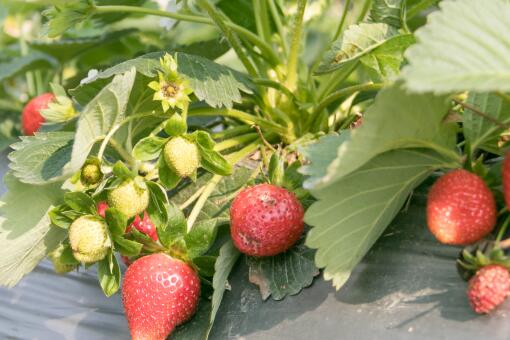 广东惠州周边哪里可以摘草莓？八大好去处推荐