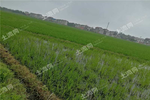 云南景谷县农村土地流转价格基本保持在每亩多少元左右？